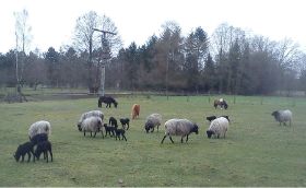 Foto Heidschucken und Pony 04.13.jpg